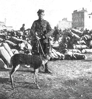 Marseille en Fete; La gazelle-mascotte du regiment ecossais de l'Afrique du Sud, 1916. Creator: Unknown