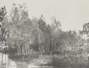 Photolithograph Prints: A Marsh, c1852. Creator: Adalbert Cuvelier