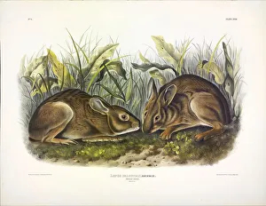 John James Audubon 1785 1851 Prints: Marsh Hare, Lepus Palustris, 1845