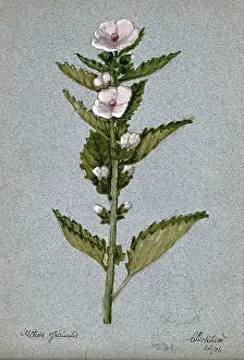 Paper Making Prints: Marsh mallow plant (Althaea officinalis): flowering stem, 1906. Creator: Unknown