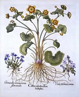 Medicinal Gallery: Marsh Marigold, March Violet and Spring Gentian, from Hortus Eystettensis, by Basil Besler