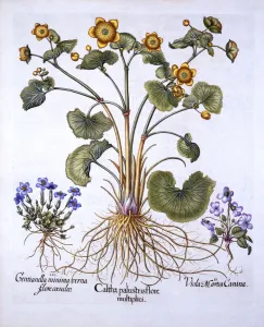 Marigold Gallery: Marsh Marigold, March Violet and Spring Gentian, from Hortus Eystettensis, by Basil Besler