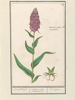 Orchid Prints: Marsh orchid (Dactylorhiza majalis)
