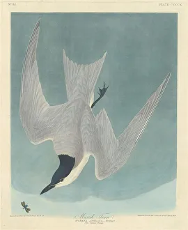 Sternidae Prints: Marsh Tern, 1838. Creator: Robert Havell