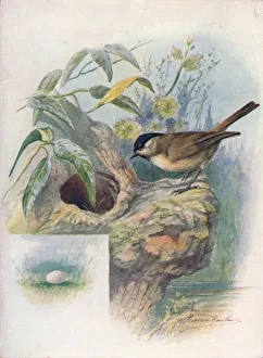 Arthur Landsborough Prints: Marsh-Tit - Pa rus palus tris, c1910, (1910). Artist: George James Rankin