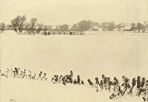 Marsh Weeds, in or before 1895. Creator: Dr Peter Henry Emerson