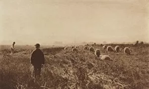 The Marshes in June, 1890-1891, printed 1893. Creator: Dr Peter Henry Emerson