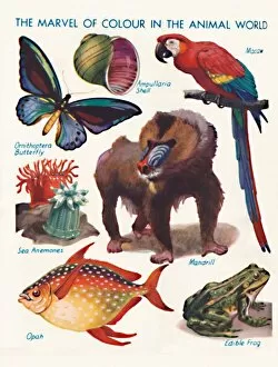 Diversity Gallery: The Marvel of Colour in the Animal World, 1935