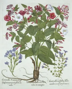 German School 17th Century Prints: The Marvel of Peru and Two Varieties of Gentian, from Hortus Eystettensis