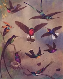 The Marvellous Colour of Humming-Birds, 1935