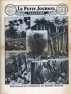 Curiosity Gallery: Marvels and curiosities of the plant world, 1931. Creator: Unknown