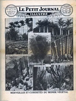 Cactus Gallery: Marvels and curiosities of the plant world, 1931. Creator: Unknown