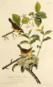 Audubon Gallery: The Maryland Yellowthroat. From The Birds of America, 1827-1838. Creator: Audubon