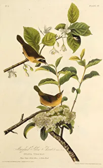 Audubon Prints: The Maryland Yellowthroat. From The Birds of America, 1827-1838. Creator: Audubon