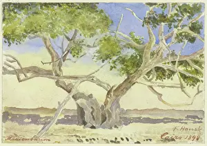 Cairo Prints: Mary's tree near Cairo, 1898. Creator: Fritz Hauck