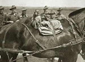 Anzac Gallery: The mascot of the Anzacs, Somme campaign, France, World War I, 1916
