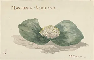 Water Lily Prints: Massonia africana, 1789. Creator: Maria Geertruida Snabilie