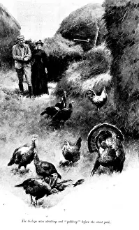 Chicken Prints: The Master of Pinsmead: the turkeys were strutting and 'gobbling' before the silent pair