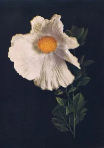 Matilija Poppy, c1915, (1915). Artist: Emma Graham Clock