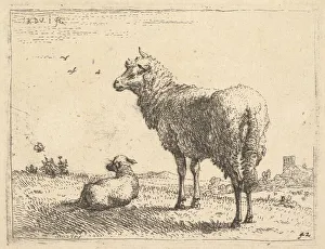 A mature sheep in three-quarters view standing and looking left, beside it a lamb lies A mature sheep in three-quarters view standing and looking left, beside it a lamb lies