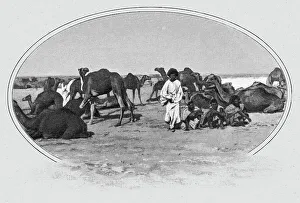 Nomadic Prints: Maures nomades et leurs chameaux; L'Ouest Africain, 1914. Creator: Unknown