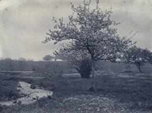 Platinum Prints 1900 Gmgpc Prints: In May, c1900. Creator: Frances S. Allen