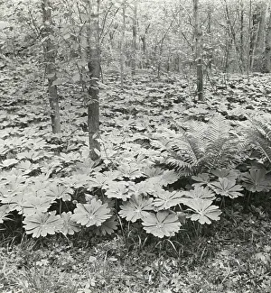 Cyathea Prints: Mayapple (podophyllum), between 1915 and 1935. Creator: Frances Benjamin Johnston