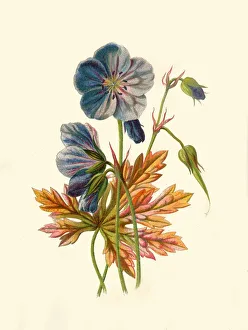 Meadow Crane s-Bill, 1877. Creator: Frederick Edward Hulme