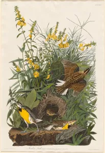 Animal Home Prints: Meadow Lark, 1832. Creator: Robert Havell