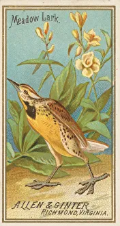 Curiosity Gallery: Meadow Lark, from the Birds of America series (N4) for Allen &
