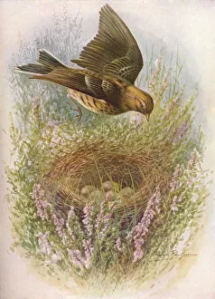 W Chambers Prints: Meadow-Pipit or Titlark - An thus praten sis, c1910, (1910). Artist: George James Rankin