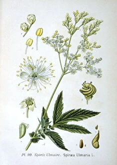Botany Collection: Meadowsweet, 1893