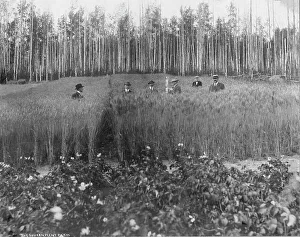 Alaskan Prints: Measuring height of grain on government farm, 1916. Creator: Unknown
