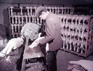 Machine Prints: Mechanical plucking of ducklings