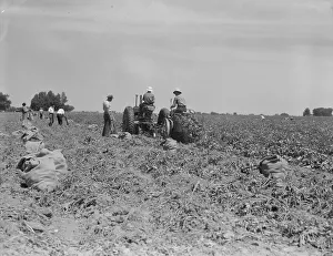 Mechanical potato digger in the field, Shafter, California, 1937. Creator: Dorothea Lange