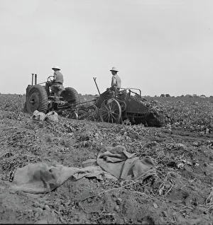 Sacks Prints: Mechanical potato digger near Shafter, California, 1937. Creator: Dorothea Lange