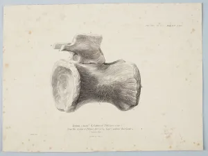 Palaeontology Prints: Median Caudal Vertebra of Pelorosaurus [?] from the strata of Tilgate Forest
