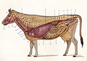Median section of a cow, showing organs of circulation and respiration, etc, c1905 (c1910)