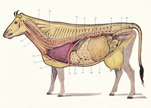 Medicine Collection: Median section of a cow, showing principal organs of digestion, etc, c1905 (c1910)
