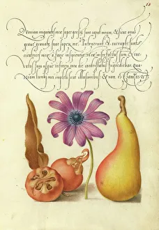 Pear Prints: Medlar, Poppy Anemone, and Pear