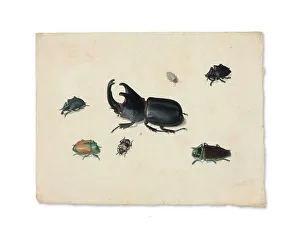 Holsteyn Pieter Prints: Megasoma Elephas or Megaceras Jason and Six Other Insects