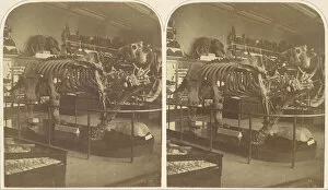 Stereoscopic Collection: The Megatherium, British Museum, 1850s. Creator: Roger Fenton