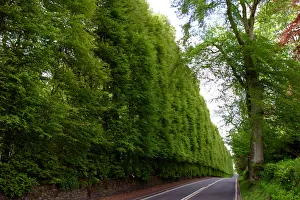 Hedge Gallery: Meikleour Beech Hedge, Perthshire, Scotland