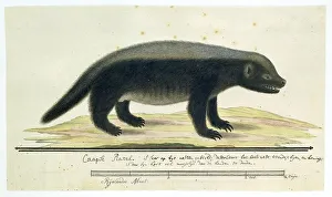 Watercolor Paint Prints: Mellivora capensis (Honey-badger), 1773-1780. Creator: Robert Jacob Gordon