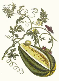 Botanical Illustration Gallery: Melon d Eau. From the Book Metamorphosis insectorum Surinamensium, 1705