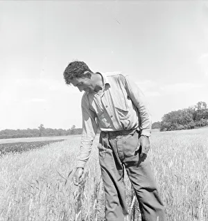 Wheatfield Prints: Member of the farming group on the project - Polish-Jewish born