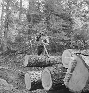 Member of the Ola self-help sawmill co-op working in the woods... Gem County, Idaho, 1939. Creator: Dorothea Lange