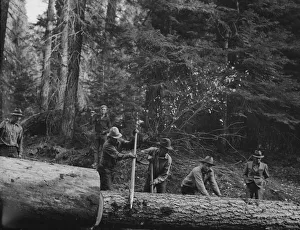 Sticks Prints: Members of Ola self-help sawmill co-op rolling white fir log