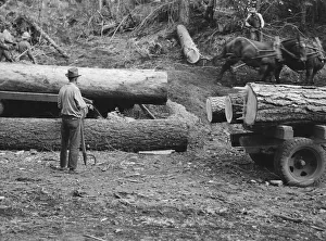 Members of Ola self-help sawmill co-op rolling white fir log... Gem County, Idaho, 1939. Creator: Dorothea Lange