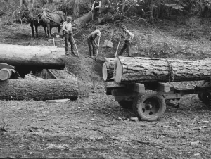 Members of Ola self-help sawmill co-op rolling white fir log... Gem County, Idaho, 1939. Creator: Dorothea Lange